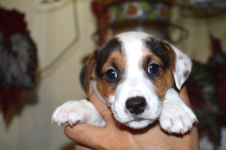 Цуценята Джека рассела тер'єра