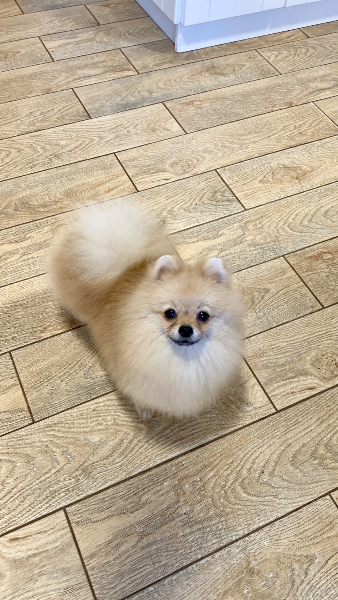 Міні померанський шпіц