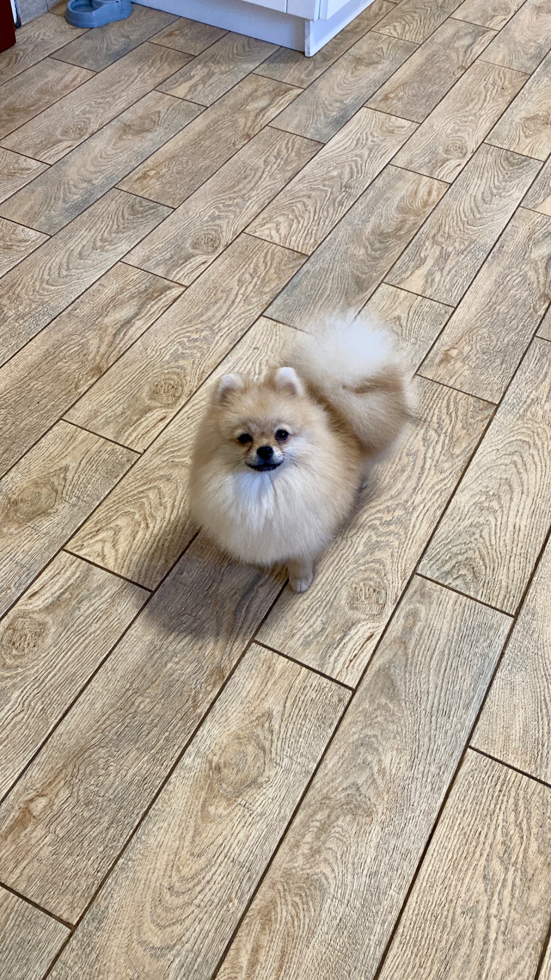 Міні хлопчик шпіц