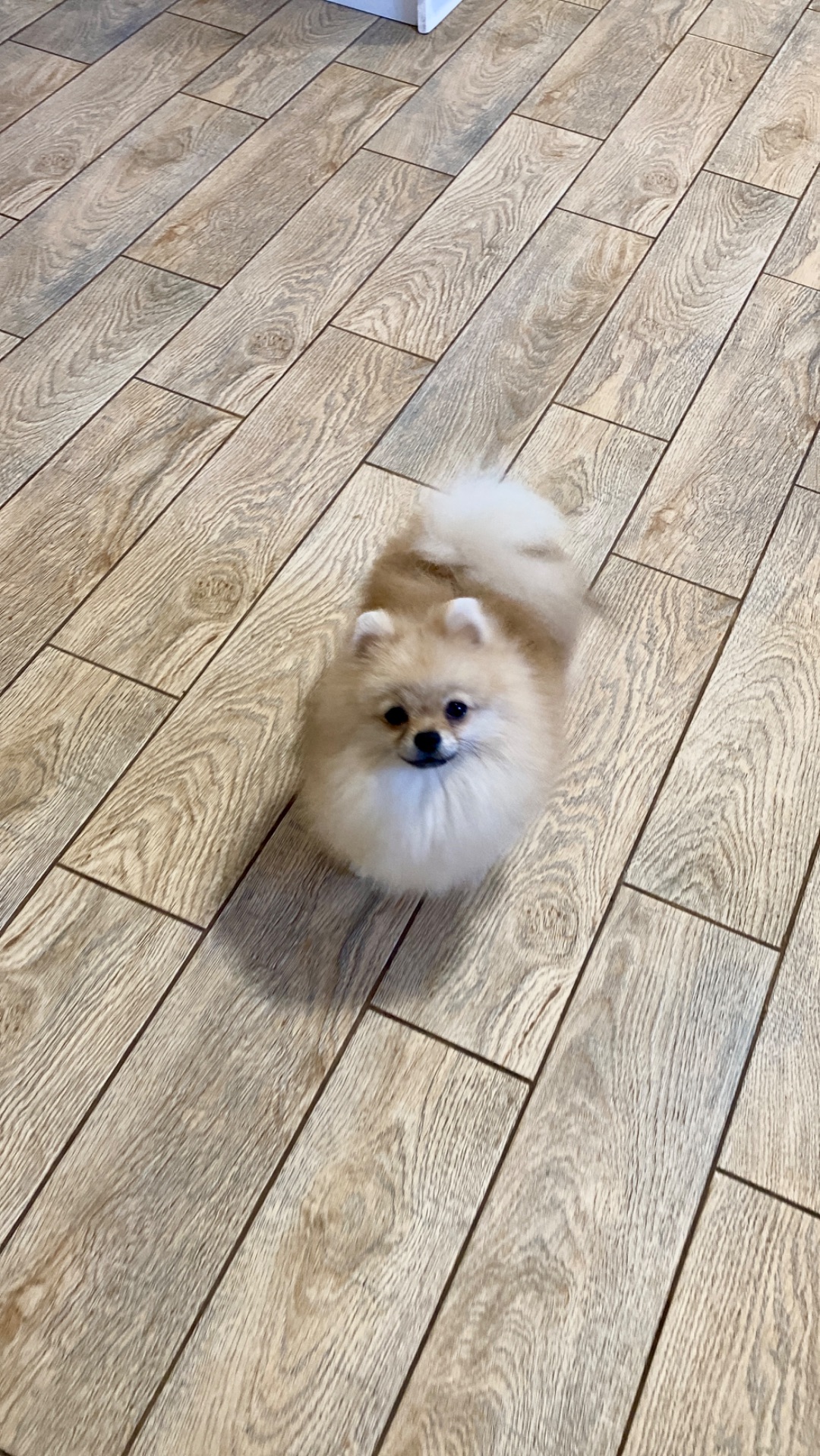 Міні хлопчик шпіц