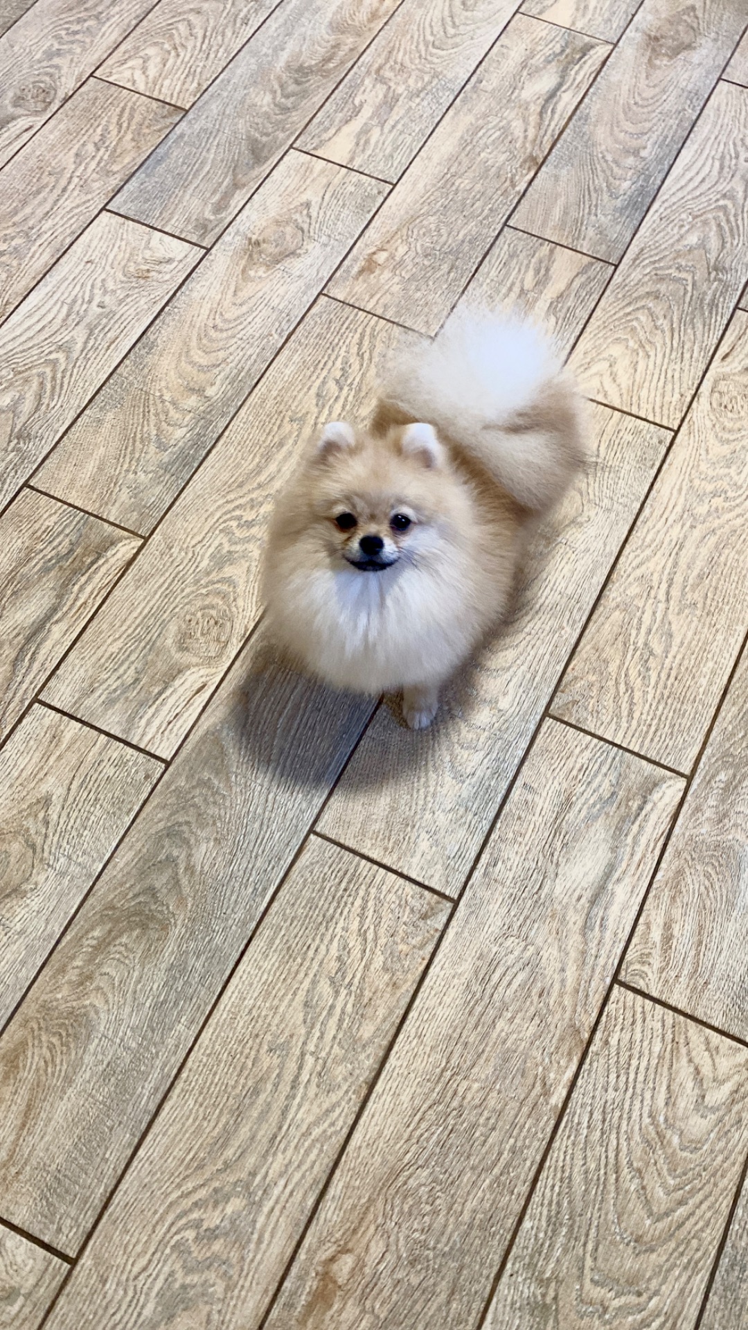 Міні хлопчик шпіц