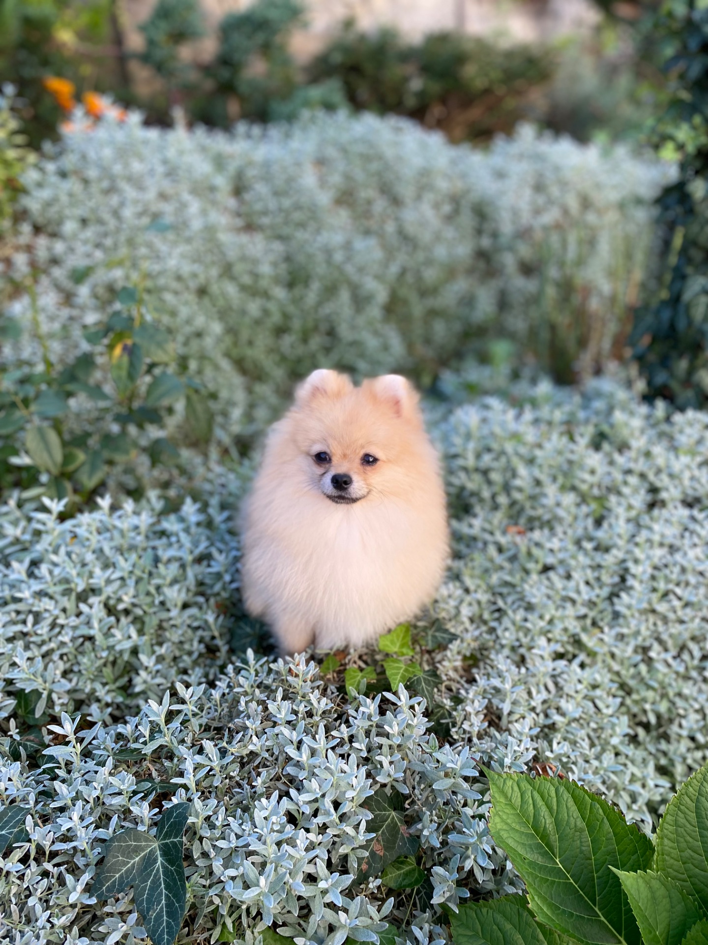 Померанський шпіц міні