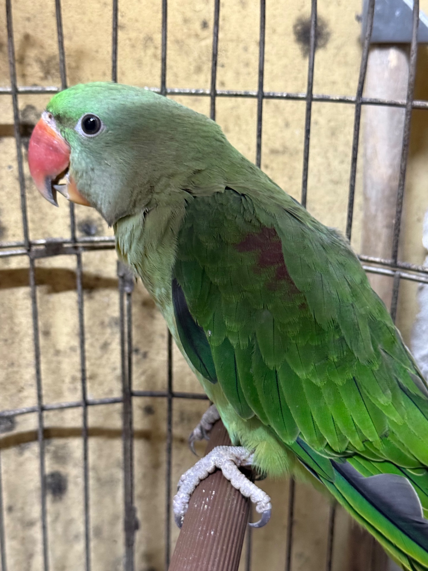 Олександрійський папуга пташенята