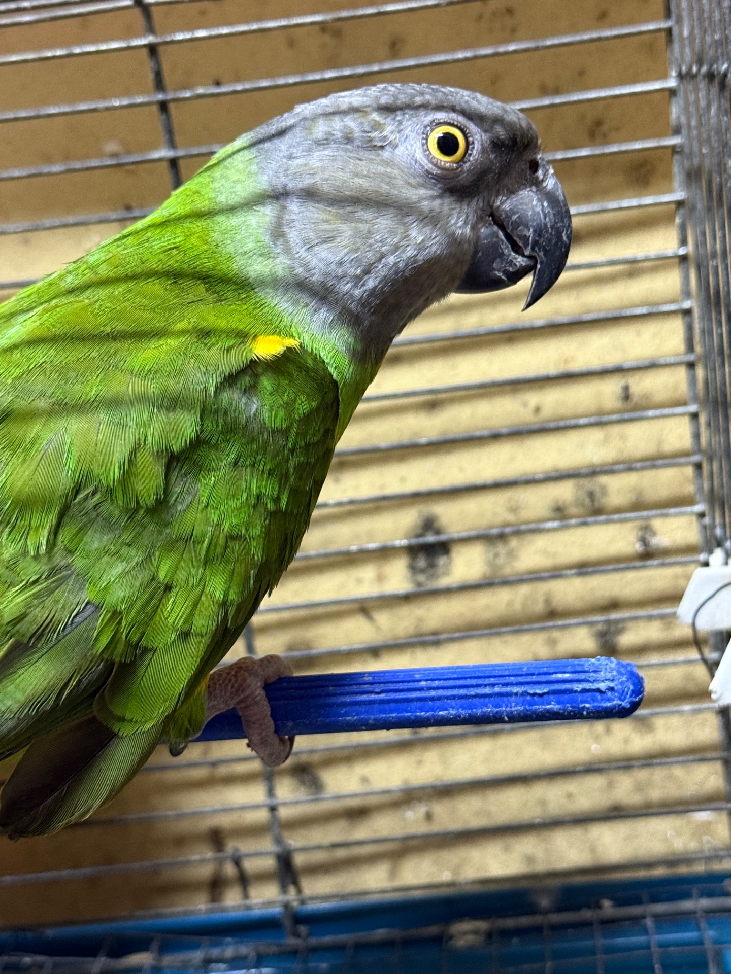 Папуга Сенегал, молоді пташенята ручні