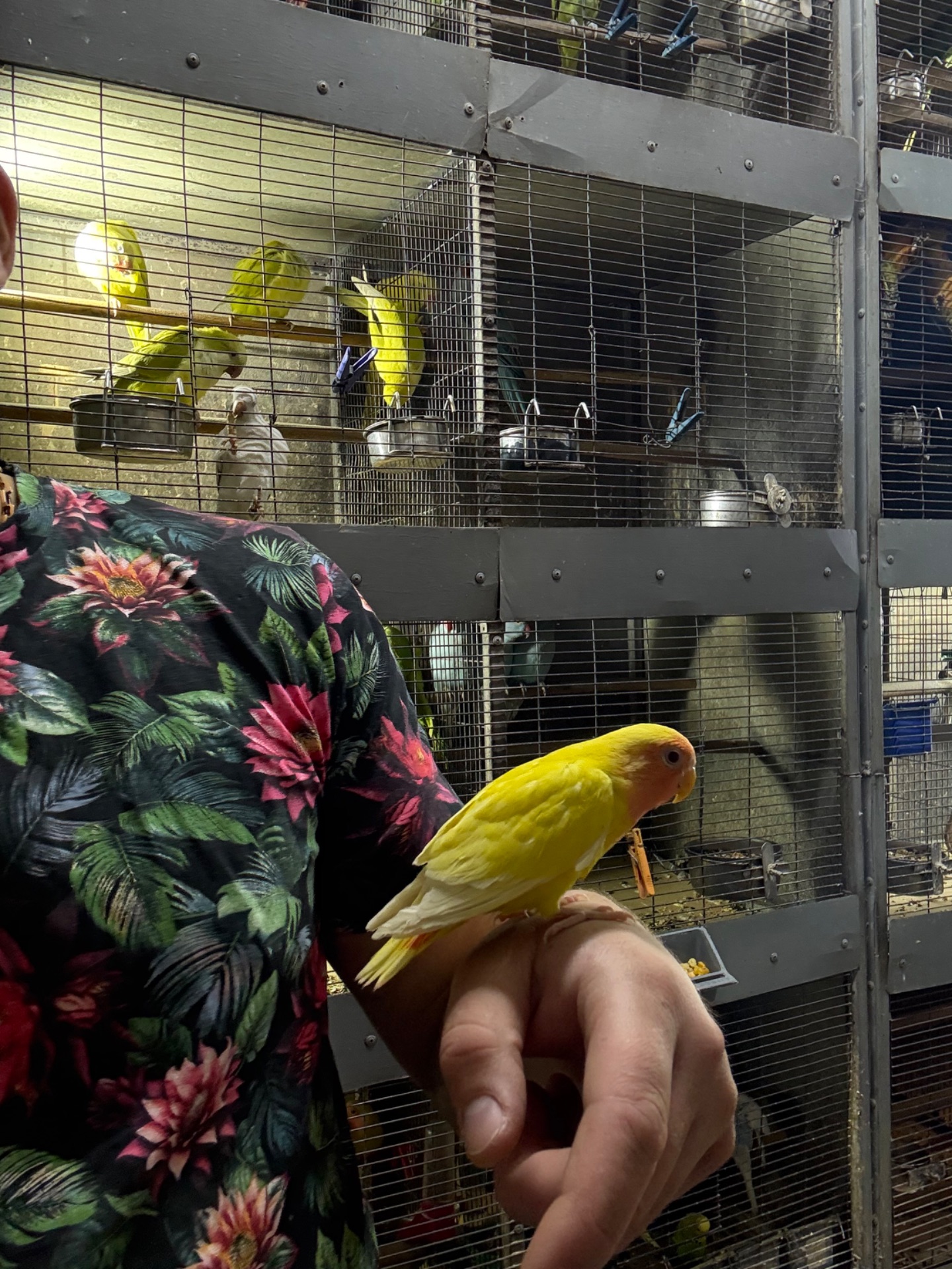 Гарні яскраві малюки, папуги Фішера