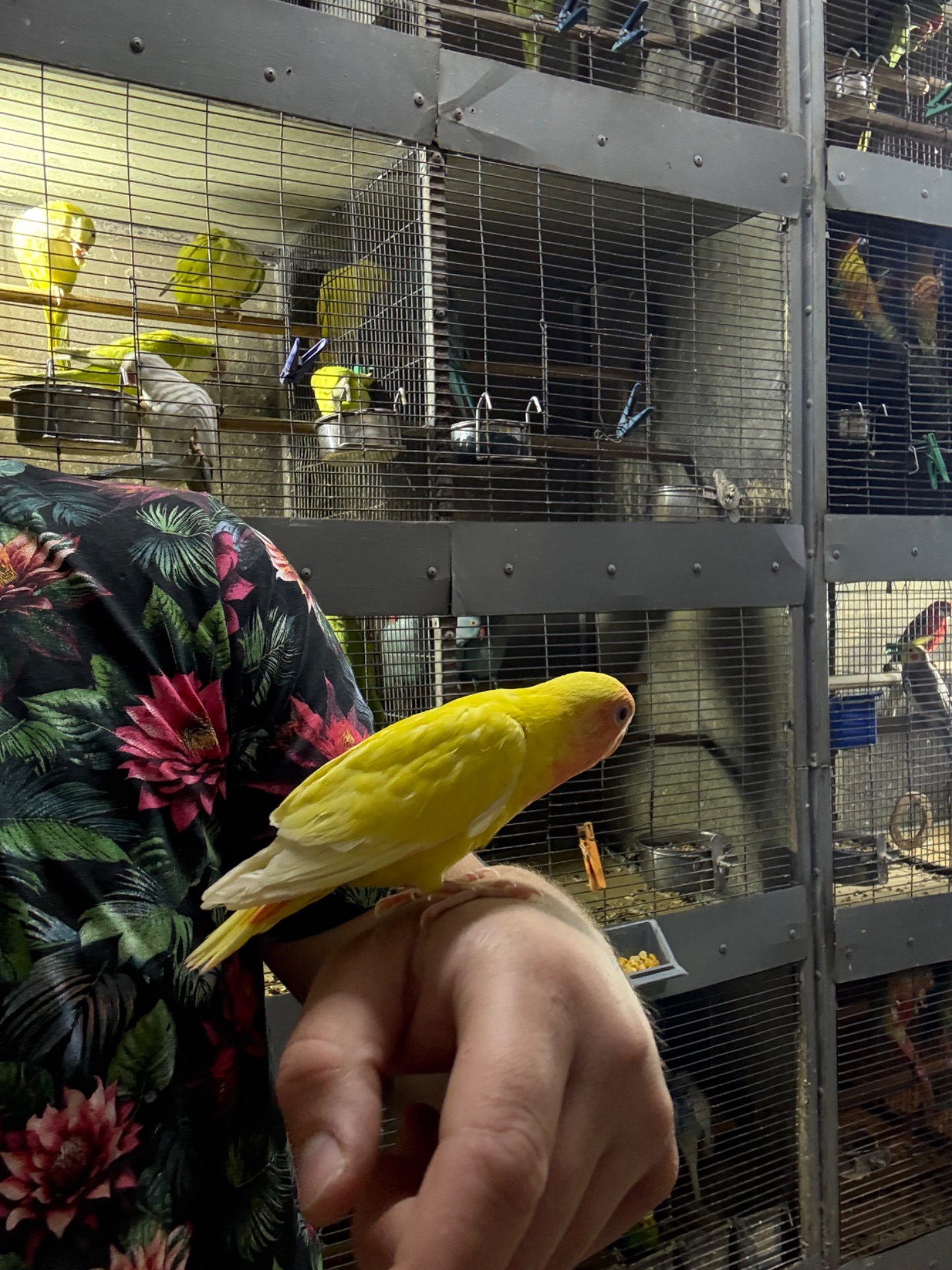 Гарні яскраві малюки, папуги Фішера