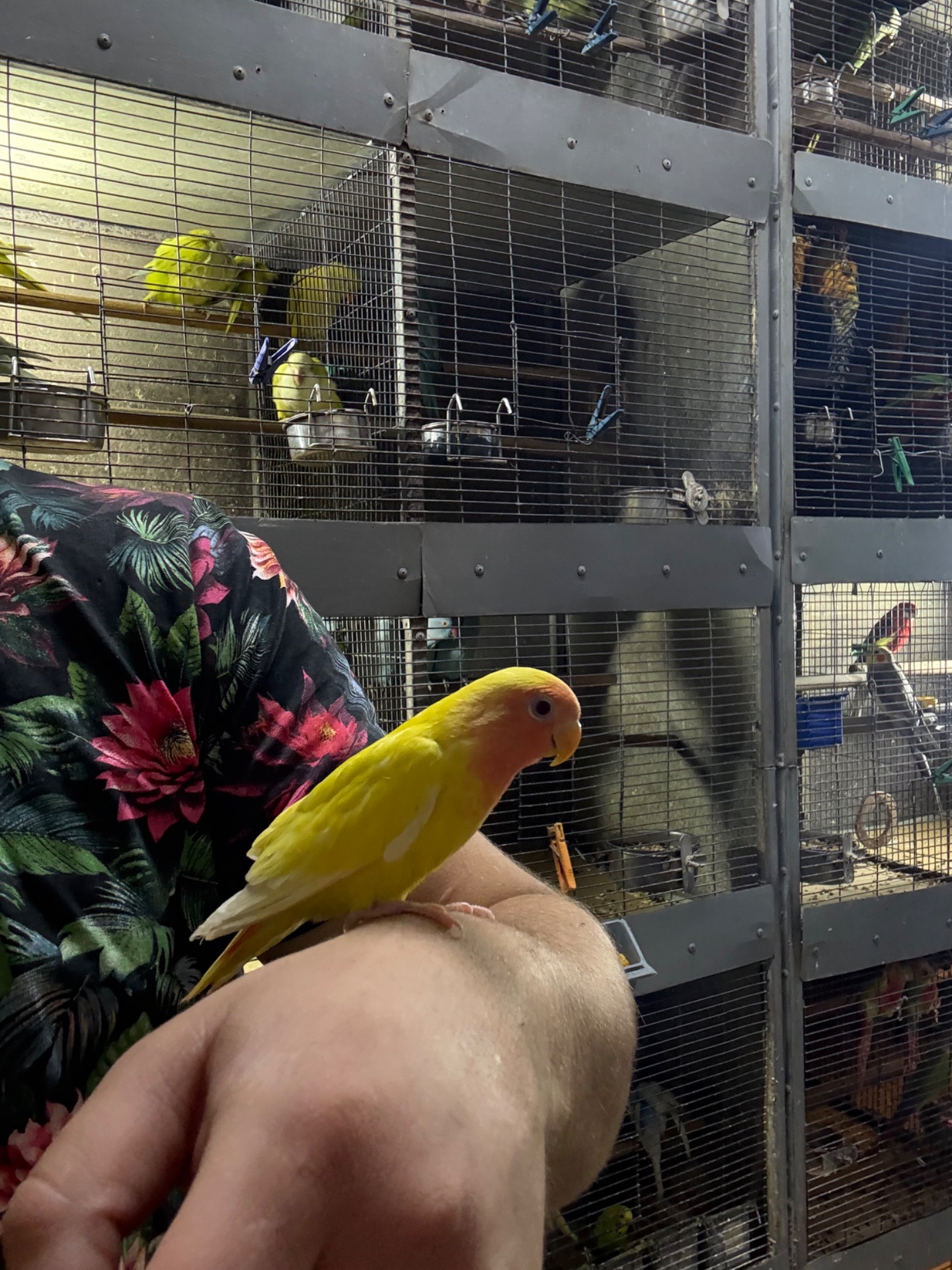 Гарні яскраві малюки, папуги Фішера