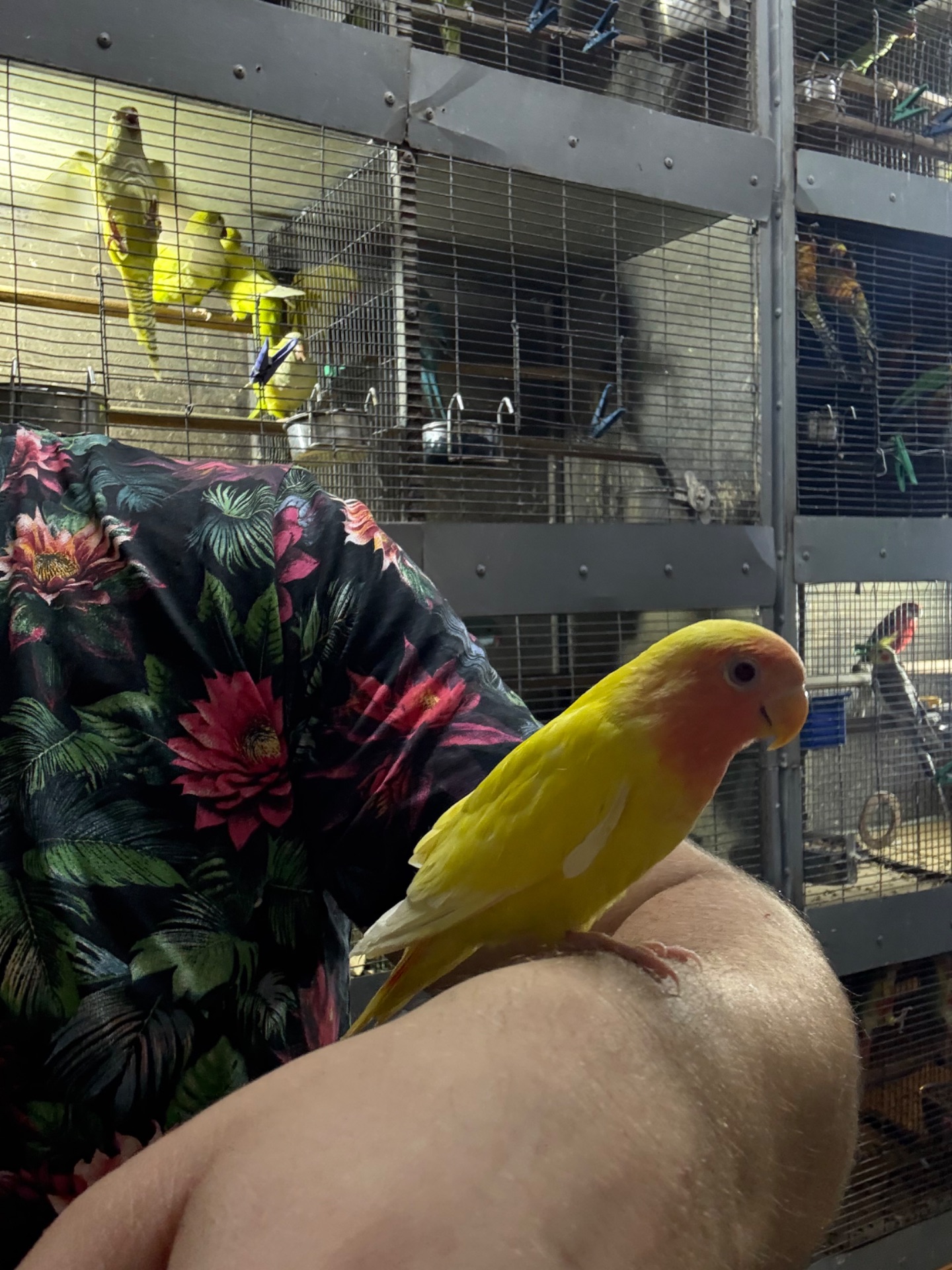 Гарні яскраві малюки, папуги Фішера