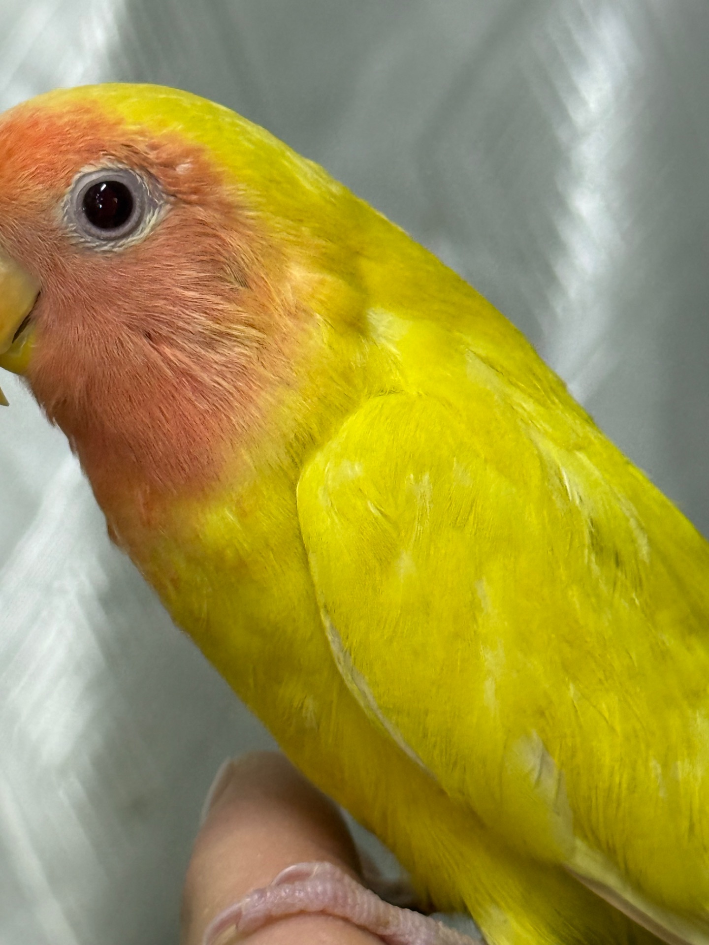 Гарні папуги нерозлучними молоді пташенята ручні