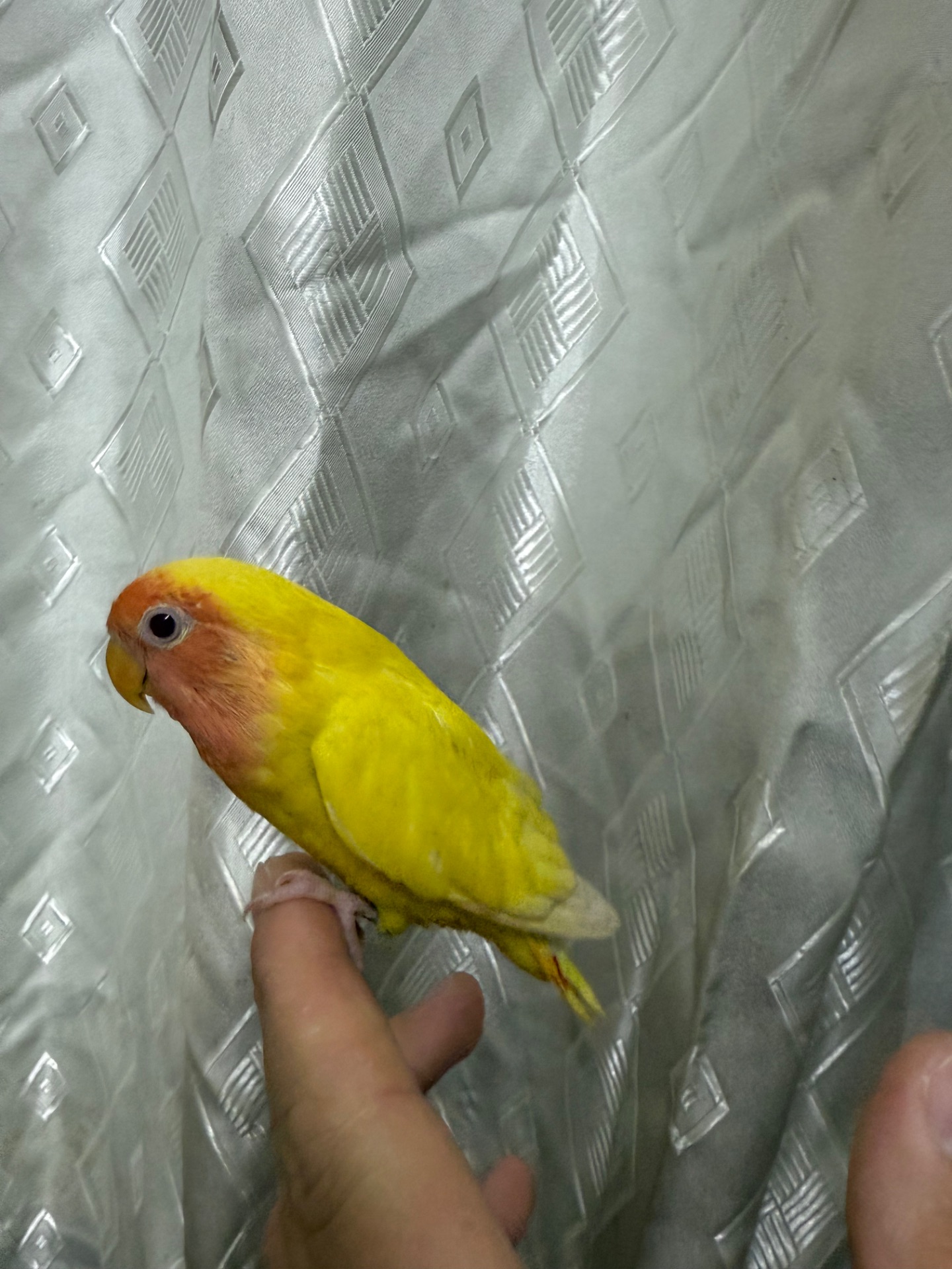 Гарні папуги нерозлучними молоді пташенята ручні