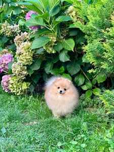 Міні хлопчик шпіц