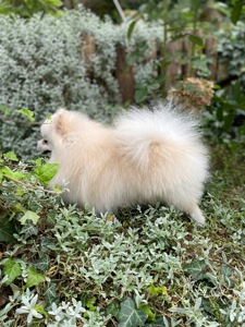 Міні померанський шпіц