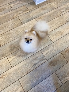 Міні померанський шпіц