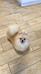 Міні померанський шпіц