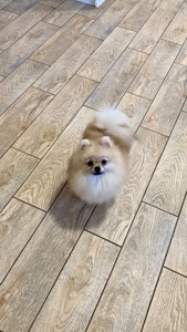 Міні хлопчик шпіц