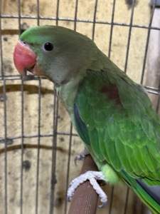 Олександрійський папуга пташенята