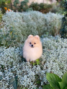 Померанський шпіц міні