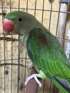 Олександрійський папуга пташенята