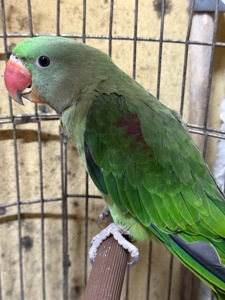 Олександрійський папуга пташенята