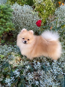 Померанський шпіц міні