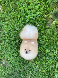 Померанський шпіц міні