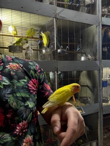 Гарні яскраві малюки, папуги Фішера