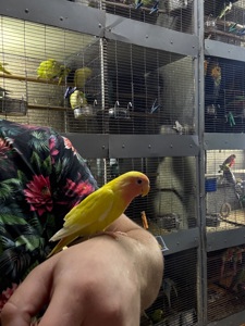 Гарні яскраві малюки, папуги Фішера