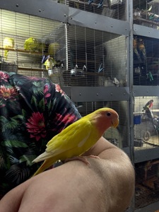 Гарні яскраві малюки, папуги Фішера