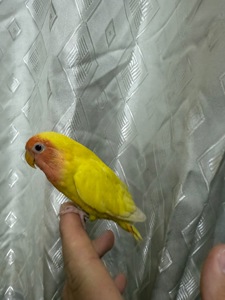 Гарні папуги нерозлучними молоді пташенята ручні