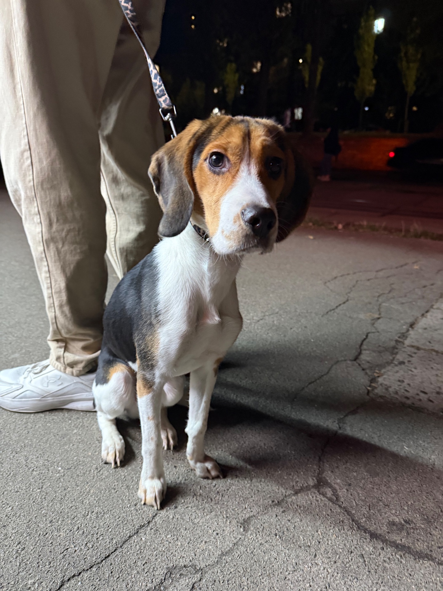 Песик породи бігль