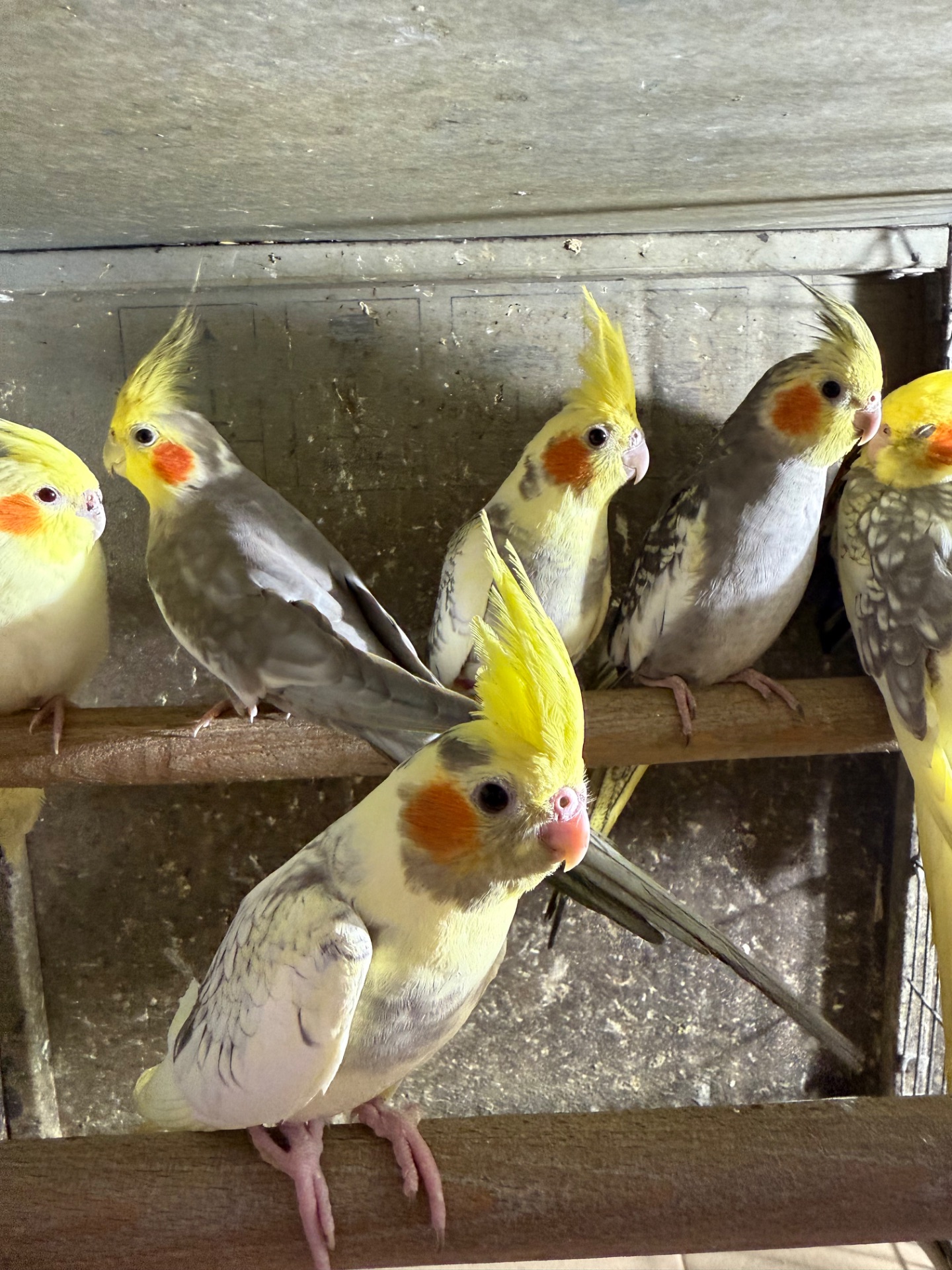 Корелла молоді папуги пташенята