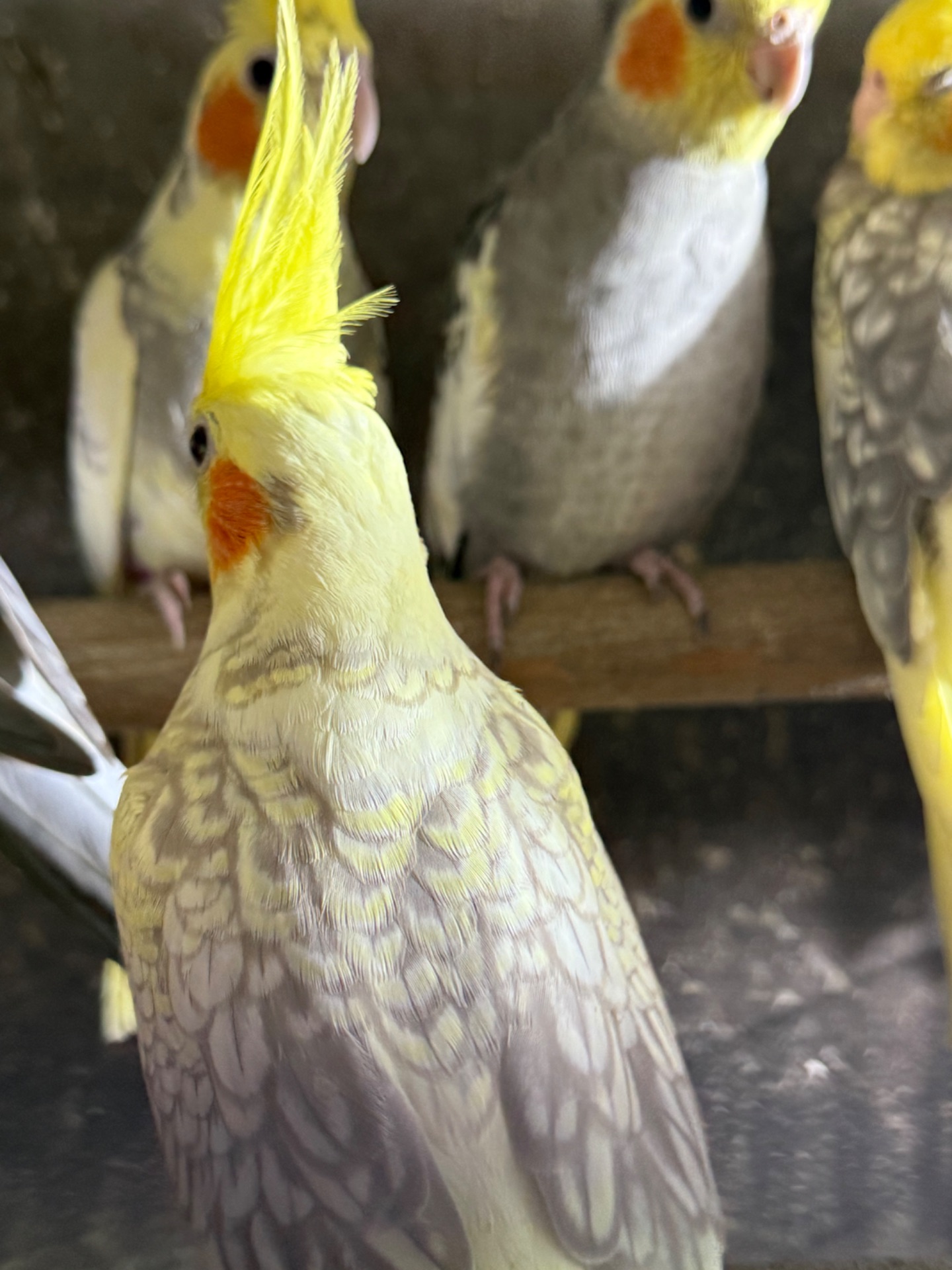 Корелла молоді папуги пташенята