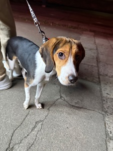 Песик породи бігль