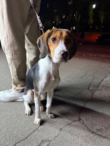 Песик породи бігль