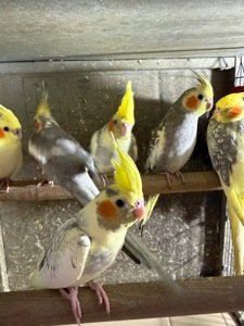 Корелла молоді папуги пташенята