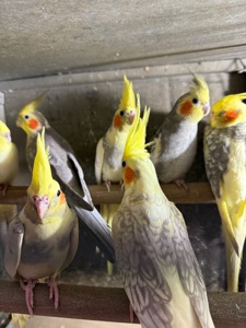 Корелла молоді папуги пташенята