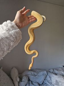 Королівський пітон