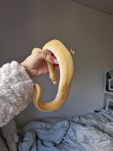 Королівський пітон