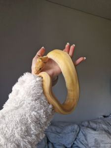 Королівський пітон