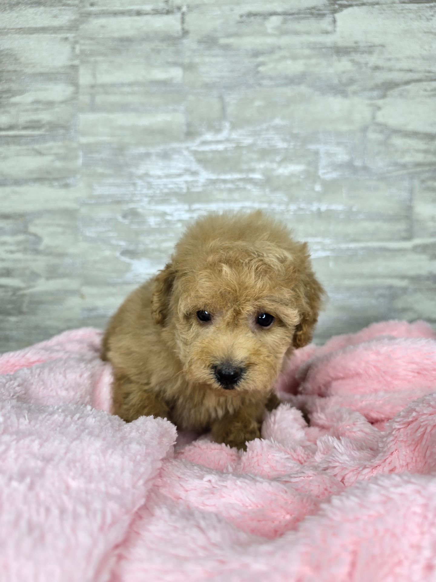 Мальтіпу Ф1