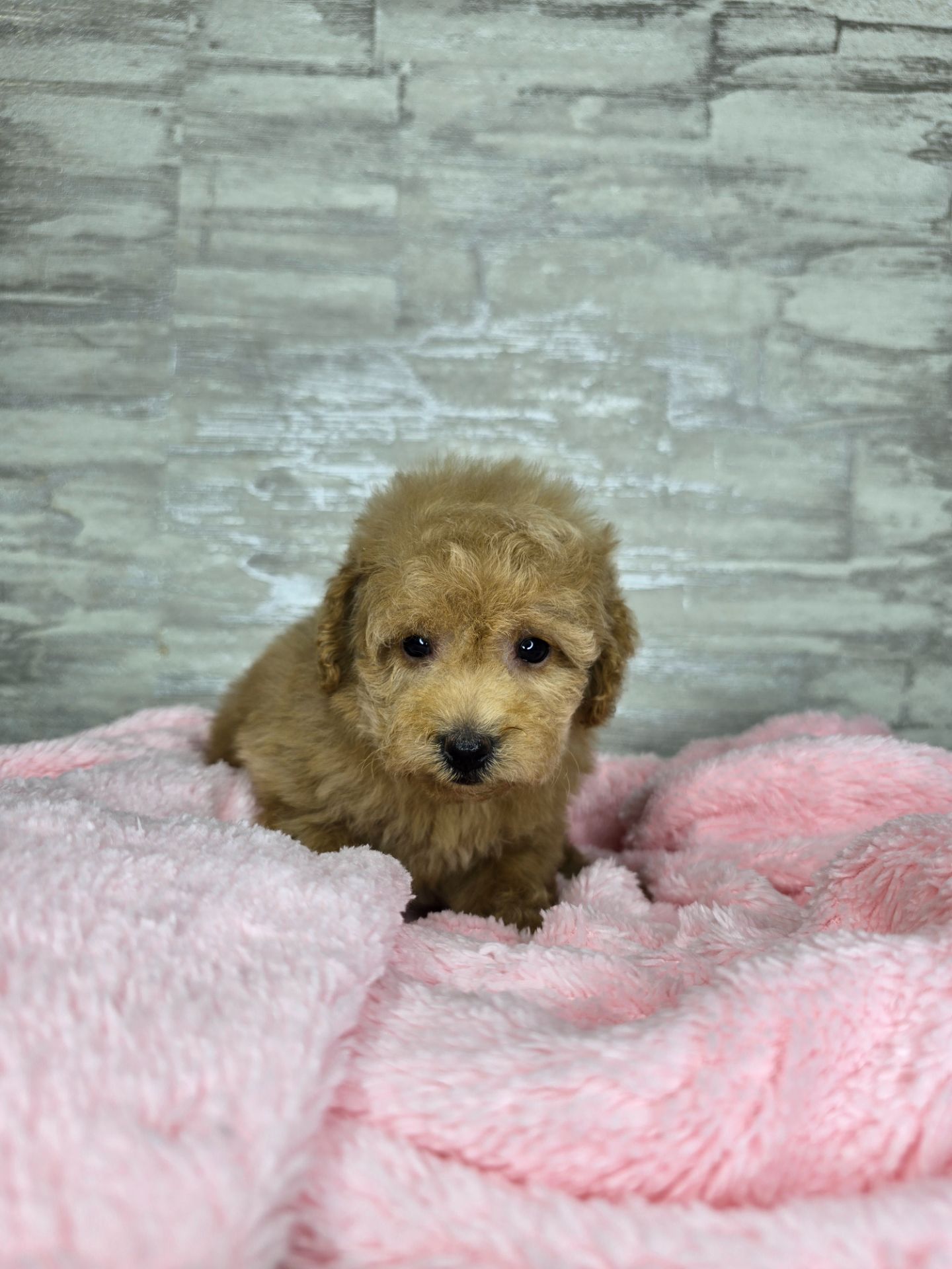 Мальтіпу Ф1