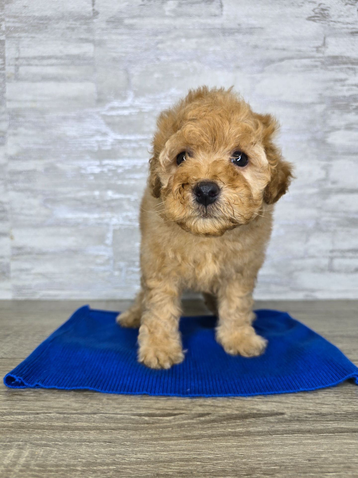 Мальтіпу Ф1