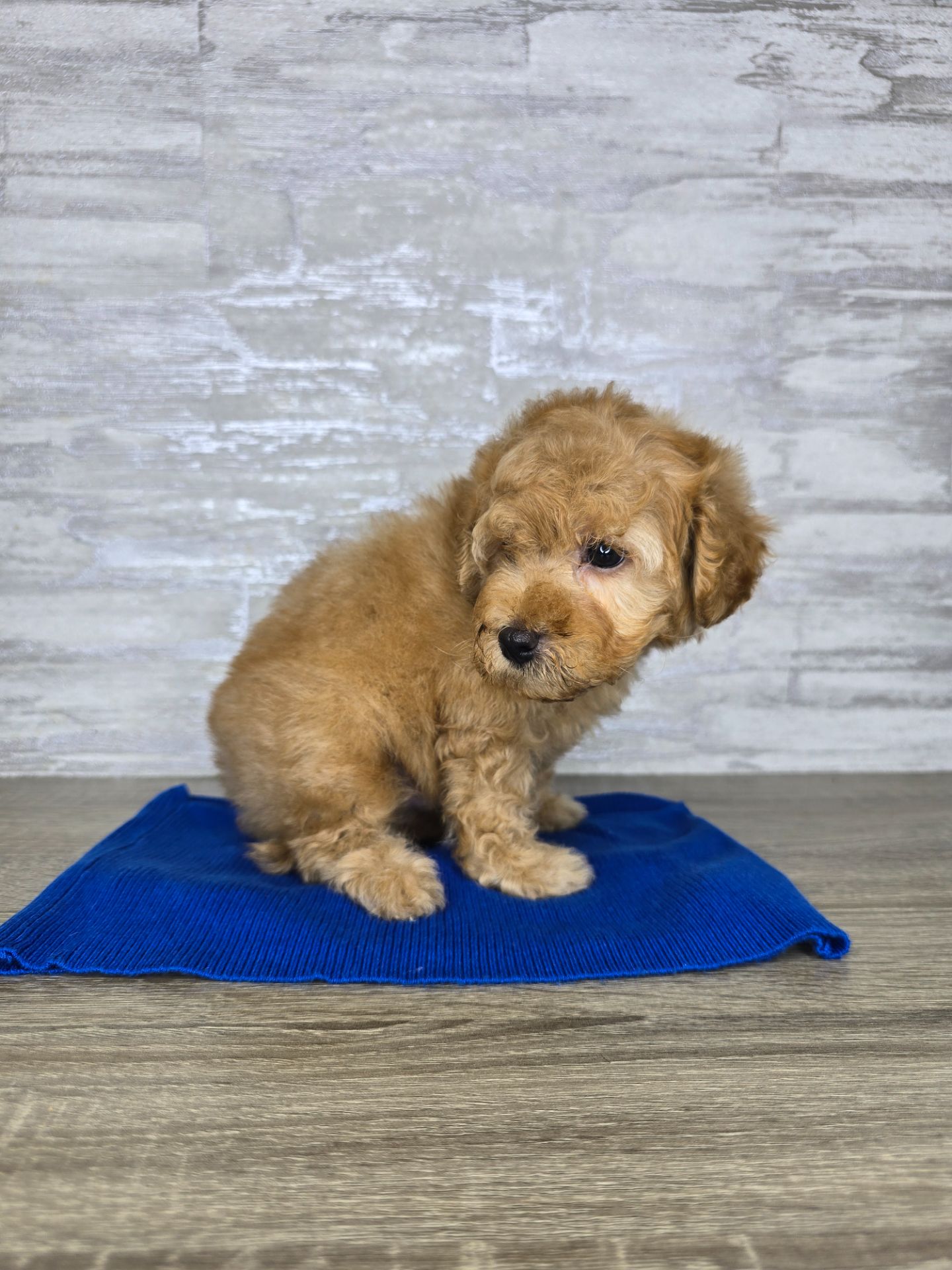 Мальтіпу Ф1