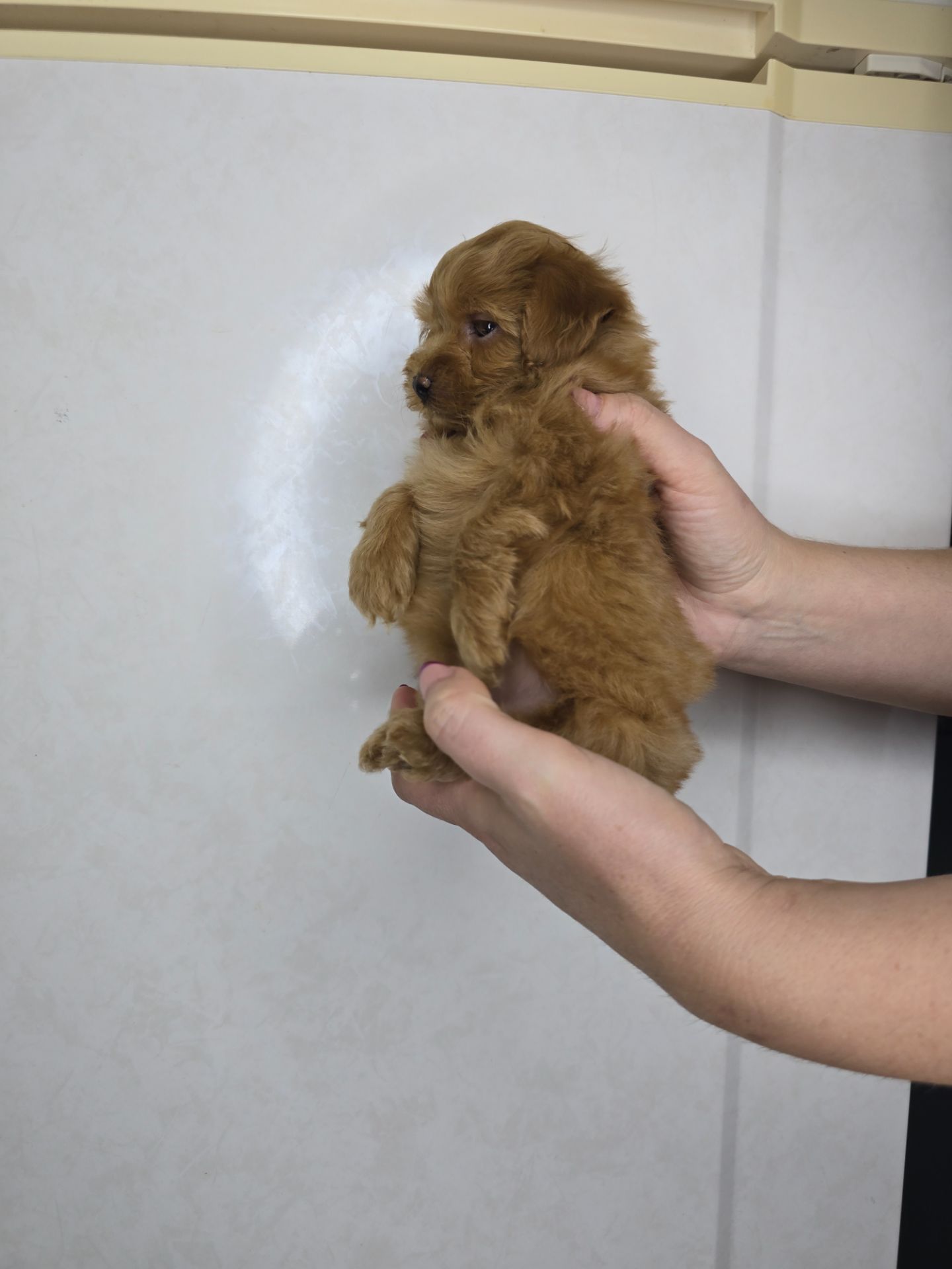 Мальтіпу Ф1