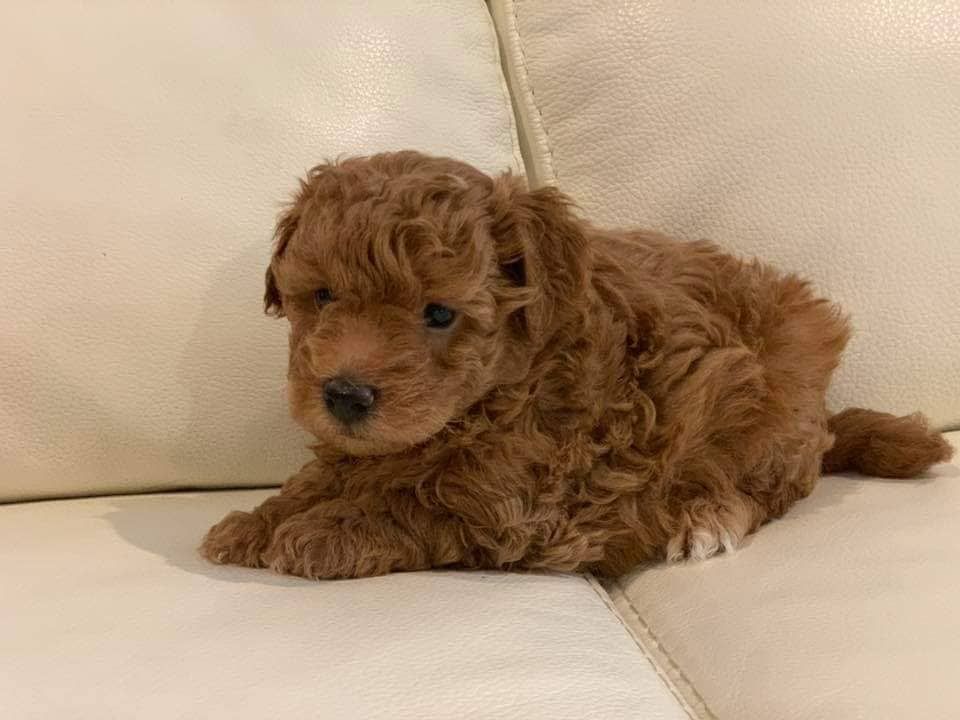 Девочка мини мальтипу