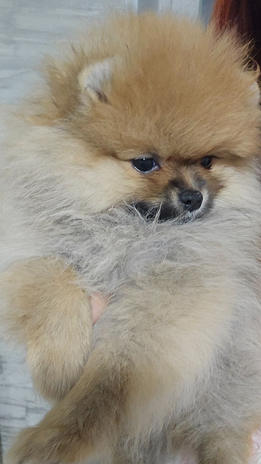 Девочка помераночка