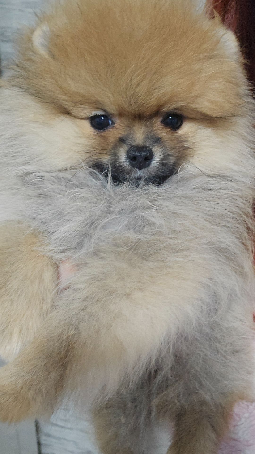 Девочка помераночка