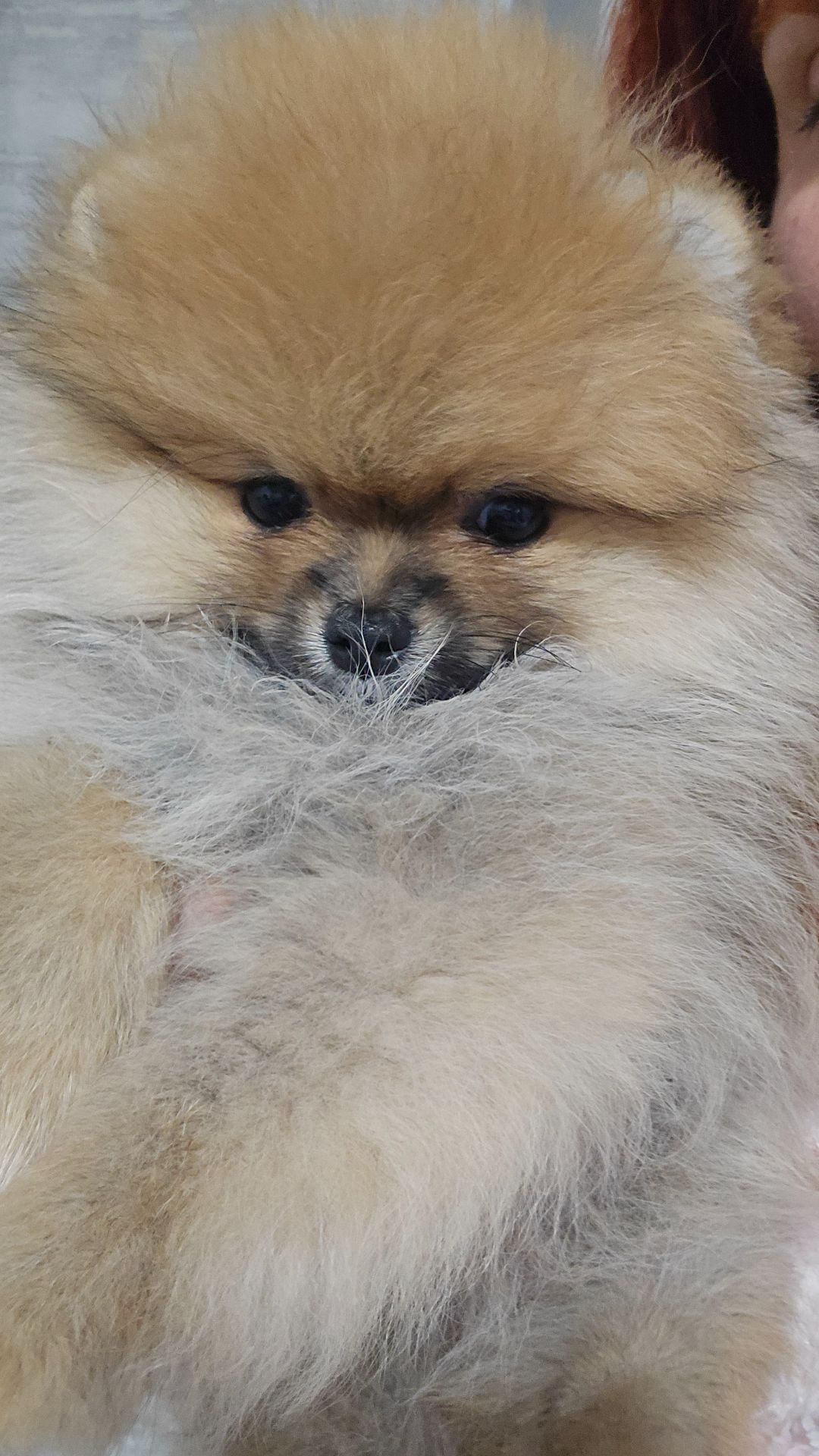 Девочка помераночка