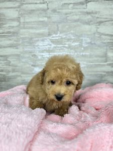 Мальтіпу Ф1