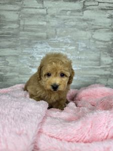 Мальтіпу Ф1